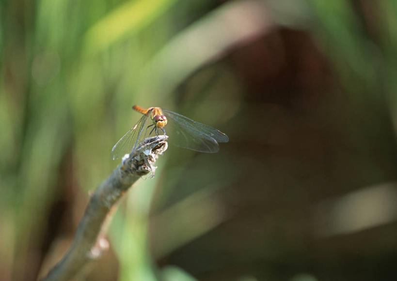 无人,横图,室外,特写,白天,侧面,美景,植物,叶子,长野县,日本,亚洲,伸展,张开,展翅,朦胧,模糊,翅膀,蜻蜓,昆虫,景观,绿叶,枝条,注视,停留,树,树木,树枝,一只,自然,动物,观察,看,嫩叶,景色,观看,停止,察看,关注,自然风光,猫猫丁,咪咪洋,蚂螂,河嘻嘻,益虫,东亚,张开翅膀,本州,本州岛,日本国,中部地方,长野,逗留,停顿,虬枝,枝杈,展开翅膀,叶,叶片,彩图,全身