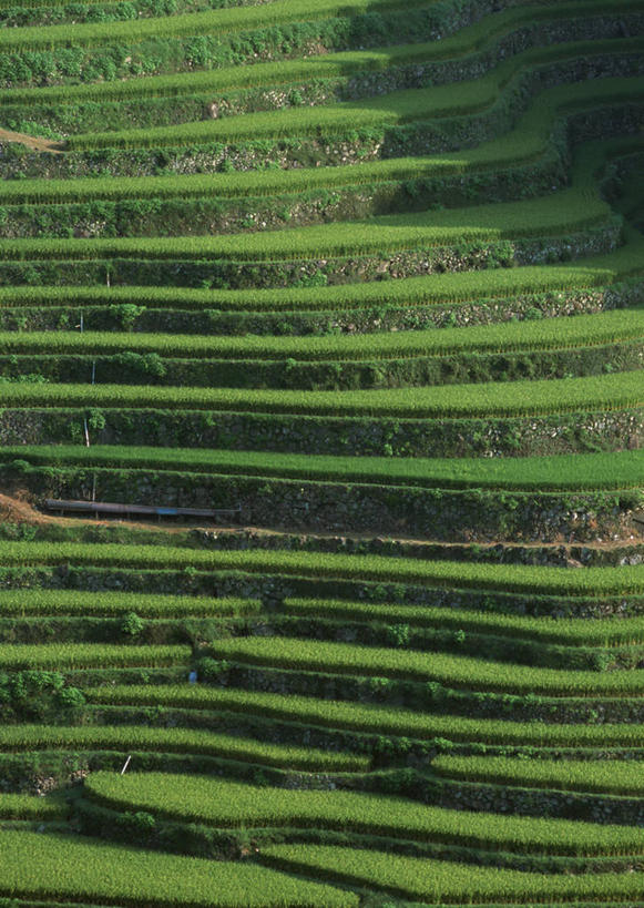 无人,农田,竖图,俯视,室外,白天,旅游,度假,庄稼,梯田,农作物,美景,福冈县,日本,亚洲,曲折,弯曲,景观,谷物,水稻,娱乐,稻,自然,享受,休闲,景色,放松,蜿蜒,自然风光,东亚,福冈,日本国,九州本岛,九州,九州岛,九州地方,彩图,高角度拍摄,耕地,庄稼田