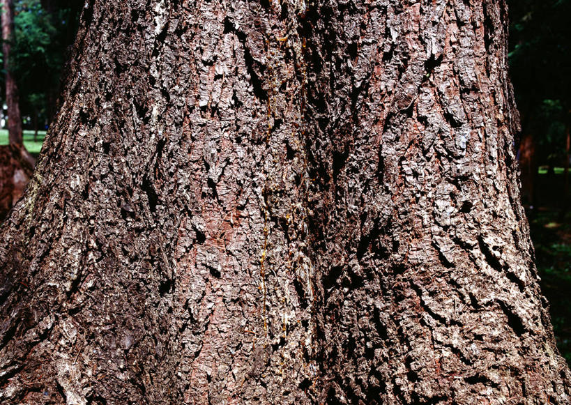 无人,横图,室外,特写,白天,正面,美景,森林,树林,植物,松树,粗糙,纹路,纹理,景观,树皮,树桩,树,树干,树木,绿色,自然,木桩,景色,生长,成长,毛糙,自然风光,坚定,肌理,长寿,贞洁,彩图,红松,粗拙