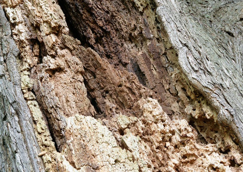 无人,横图,室外,特写,白天,正面,美景,森林,树林,植物,粗糙,纹路,纹理,景观,树皮,树桩,树,树干,树木,绿色,自然,木桩,景色,生长,成长,毛糙,自然风光,肌理,桤木,桦树,桦皮树,桦木,彩图,桤蒿,粗拙