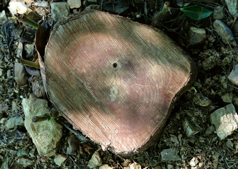 无人,横图,俯视,室外,特写,白天,石头,植物,纹路,石子,纹理,圆环,圆圈,树皮,树桩,年轮,树,树干,树木,绿色,自然,木桩,生长,成长,年龄,伐木,环状,横截面,砍木,剖面,肌理,周期,年数,截面,截面图形,石块,彩图,高角度拍摄,斩柴
