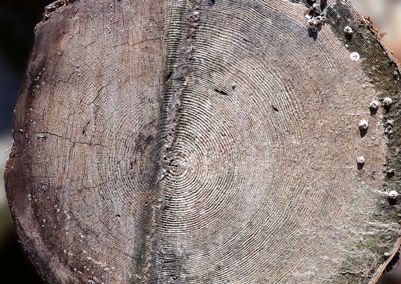 无人,横图,室外,特写,白天,正面,植物,阴影,光线,纹路,纹理,影子,圆环,圆圈,树皮,树桩,年轮,树,树干,树木,绿色,阳光,自然,木桩,生长,成长,年龄,伐木,环状,横截面,砍木,剖面,肌理,周期,年数,截面,截面图形,彩图,斩柴