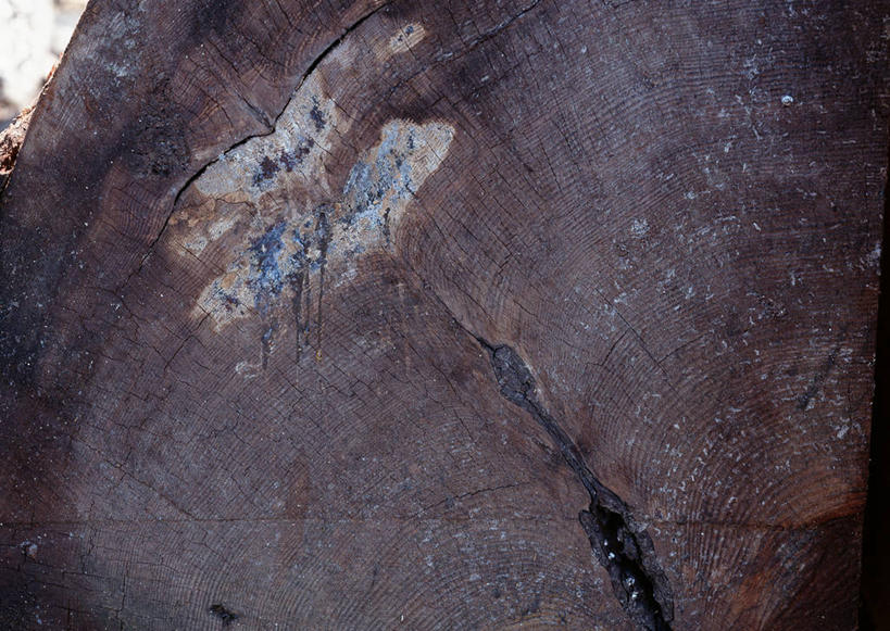 无人,横图,室外,特写,白天,正面,植物,阴影,光线,纹路,纹理,影子,圆环,圆圈,树皮,树桩,年轮,树,树干,树木,绿色,阳光,自然,木桩,生长,成长,年龄,伐木,环状,横截面,砍木,剖面,肌理,周期,年数,截面,截面图形,彩图,斩柴