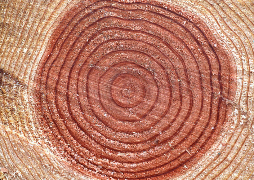 无人,横图,室外,特写,白天,正面,植物,纹路,纹理,圆环,圆圈,树皮,树桩,年轮,树,树干,树木,绿色,自然,木桩,生长,成长,年龄,伐木,环状,横截面,砍木,剖面,肌理,周期,年数,截面,截面图形,彩图,斩柴