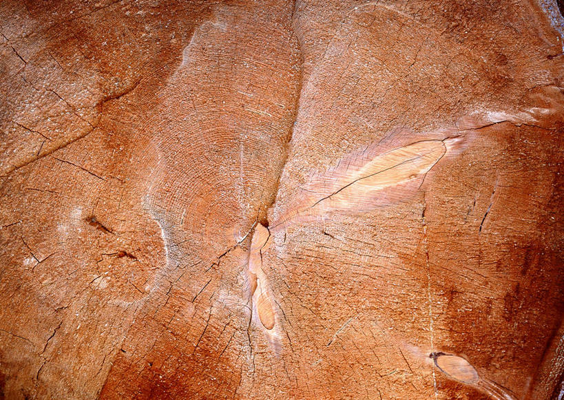 无人,横图,室外,特写,白天,正面,植物,纹路,纹理,圆环,圆圈,树皮,树桩,年轮,树,树干,树木,绿色,自然,木桩,生长,成长,年龄,伐木,环状,横截面,砍木,剖面,肌理,周期,年数,截面,截面图形,彩图,斩柴