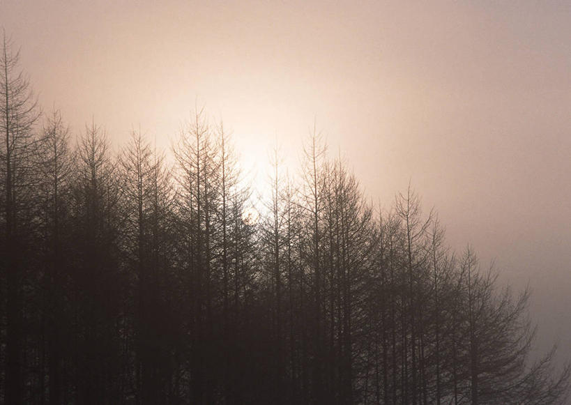 无人,横图,室外,白天,正面,旅游,度假,美景,日落,森林,树林,植物,雾,松树,日本,亚洲,朦胧,模糊,景观,晚霞,霞光,落日,娱乐,树,树木,绿色,自然,黄昏,享受,休闲,景色,彩霞,放松,生长,成长,迷雾,自然风光,坚定,东亚,本州,落叶松,本州岛,日本国,中部地方,山梨,山梨县,长寿,贞洁,夕照,薄暮,大雾,夕阳,彩图,傍晚,黄花松,斜阳