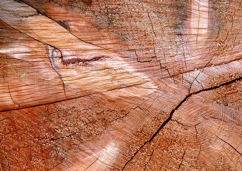 无人,横图,室外,特写,白天,正面,植物,纹路,纹理,圆环,圆圈,树皮,树桩,年轮,树,树干,树木,绿色,自然,木桩,生长,成长,年龄,伐木,环状,横截面,砍木,剖面,肌理,周期,年数,截面,截面图形,彩图,斩柴