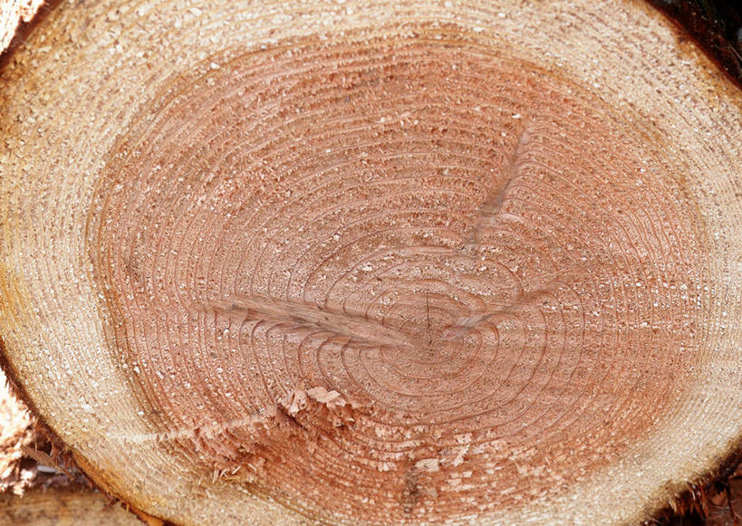 无人,横图,室外,特写,白天,正面,植物,纹路,纹理,圆环,圆圈,树皮,树桩,年轮,树,树干,树木,绿色,自然,木桩,生长,成长,年龄,伐木,环状,横截面,砍木,剖面,肌理,周期,年数,截面,截面图形,彩图,斩柴