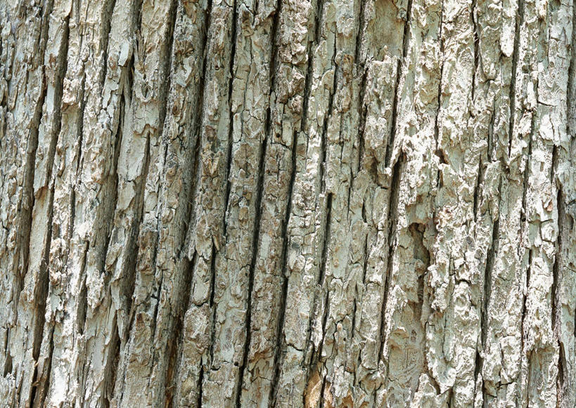 无人,横图,室外,特写,白天,正面,植物,粗糙,纹路,纹理,树皮,树桩,树,树干,树木,绿色,自然,木桩,生长,成长,毛糙,橡树,肌理,沼生橡树,彩图,粗拙