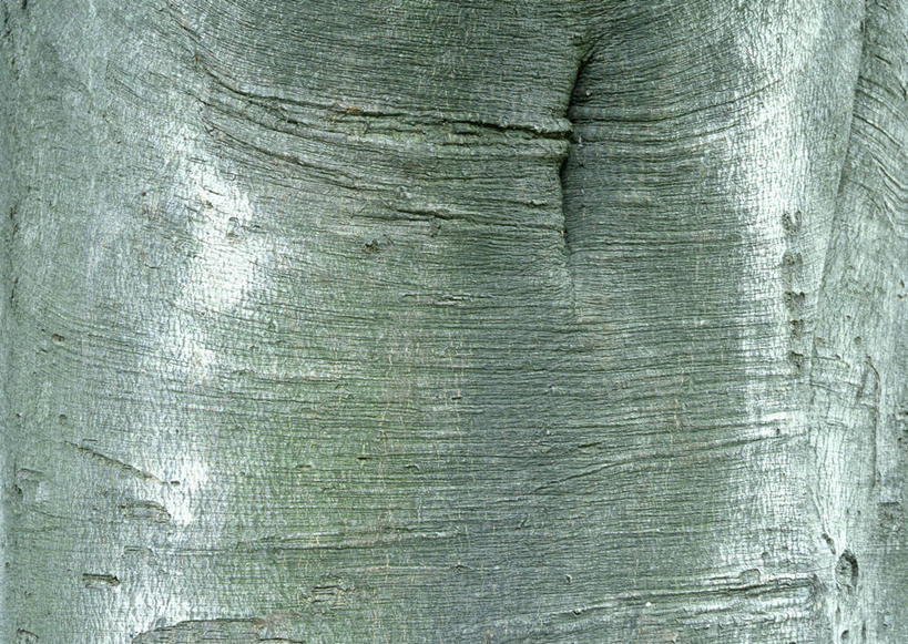 无人,横图,室外,特写,白天,正面,植物,粗糙,纹路,纹理,树皮,树桩,树,树干,树木,绿色,自然,木桩,生长,成长,毛糙,山毛榉,肌理,麻栎金刚,山毛榉树,彩图,粗拙