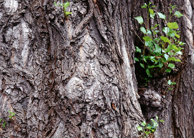 无人,横图,室外,特写,白天,正面,植物,粗糙,纹路,纹理,树皮,树桩,树,树干,树木,绿色,自然,木桩,生长,成长,杨树,毛糙,肌理,大叶杨,麻嘎勒,山杨,彩图,粗拙