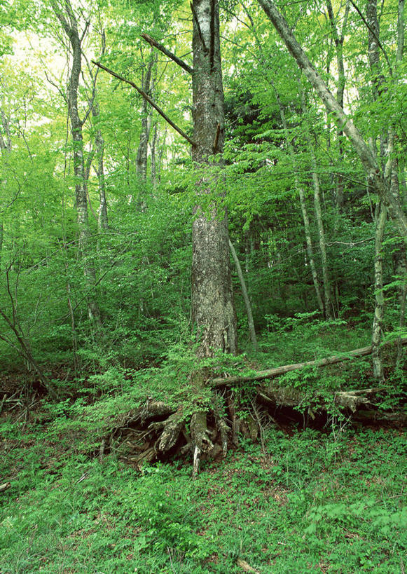无人,竖图,室外,白天,正面,旅游,度假,安全,草地,草坪,美景,树林,植物,叶子,日本,亚洲,阴影,平静,光线,影子,景观,绿叶,娱乐,草,树,树木,绿色,阳光,自然,享受,休闲,嫩叶,景色,放松,生长,成长,宁静,自然风光,和平,安详,东亚,本州,本州岛,日本国,中部地方,山梨,山梨县,太平,安适,安好,宁靖,叶,叶片,彩图