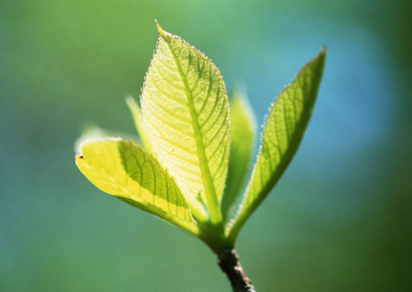 无人,横图,室外,特写,白天,正面,美景,植物,叶子,北海道,日本,亚洲,阴影,朦胧,模糊,光线,纹理,影子,景观,绿叶,绿色,阳光,自然,嫩叶,景色,自然风光,东亚,肌理,札幌,日本国,北海道地方,北海道岛,县厅,叶,叶片,叶脉,彩图,札幌市