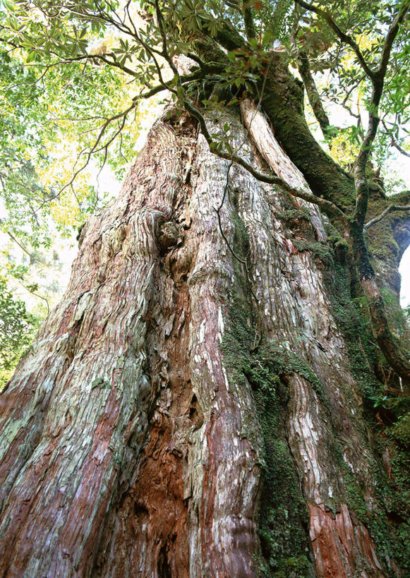 无人,竖图,室外,特写,白天,仰视,旅游,度假,美景,树林,植物,鹿儿岛,日本,亚洲,阴影,光线,影子,景观,树桩,娱乐,树,树干,树木,绿色,阳光,自然,享受,休闲,木桩,景色,放松,生长,成长,自然风光,东亚,日本国,九州本岛,九州,九州岛,九州地方,鹿儿岛县,红杉,常青红杉,海岸红杉,红杉树,屋久岛,彩图,低角度拍摄