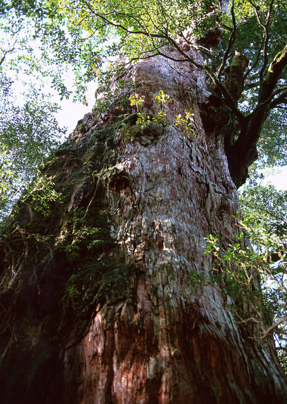 无人,竖图,室外,特写,白天,仰视,旅游,度假,美景,树林,植物,鹿儿岛,日本,亚洲,阴影,光线,影子,景观,树桩,娱乐,树,树干,树木,绿色,阳光,自然,享受,休闲,木桩,景色,放松,生长,成长,自然风光,东亚,日本国,九州本岛,九州,九州岛,九州地方,鹿儿岛县,红杉,常青红杉,海岸红杉,红杉树,屋久岛,彩图,低角度拍摄