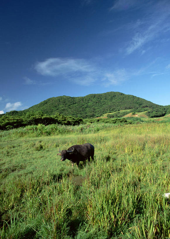 无人,竖图,室外,白天,正面,旅游,度假,草地,草坪,美景,山,山脉,树林,植物,日本,亚洲,阴影,光线,影子,景观,山峰,云,云朵,山峦,云彩,娱乐,冲绳,草,树,树木,蓝色,绿色,白云,蓝天,天空,阳光,自然,群山,天,享受,休闲,景色,放松,生长,晴朗,成长,冲绳县,自然风光,东亚,琉球群岛,日本国,九州地方,八重山群岛,晴空,彩图,竹富町,八重山郡