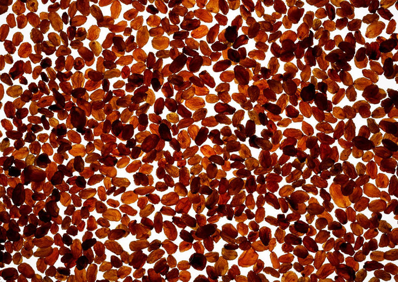 无人,横图,俯视,室内,特写,白天,白色背景,葡萄,一堆,许多,阴影,堆叠,堆积,反射,影子,葡萄干,摄影,影棚,堆,乌珠木,山葫芦,蒲桃,草龙珠,彩图,高角度拍摄,影棚拍摄,拍摄