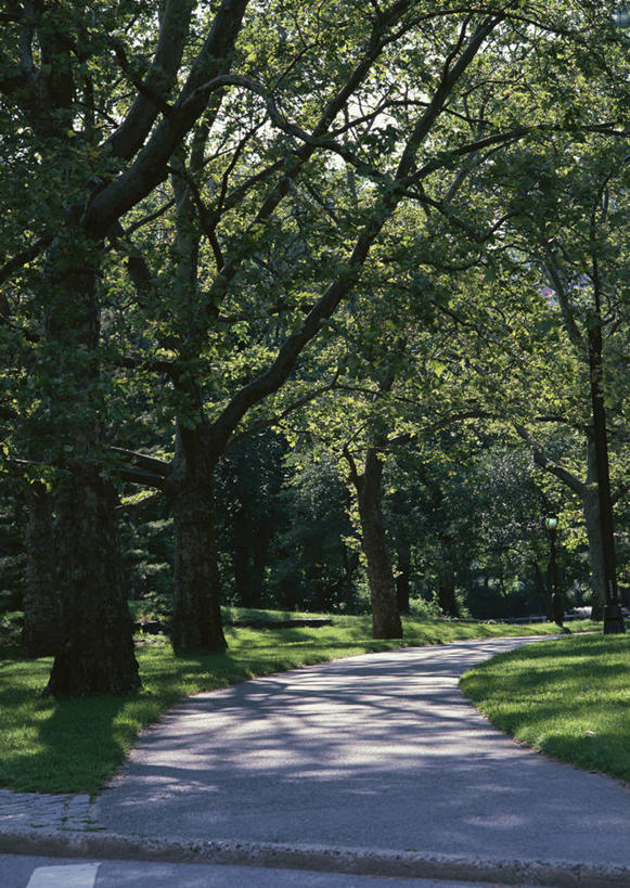 无人,竖图,室外,白天,正面,旅游,度假,草地,草坪,美景,树林,植物,城市,纽约,美国,阴影,光线,影子,景观,曼哈顿,娱乐,草,树,树木,绿色,阳光,自然,享受,休闲,景色,放松,生长,成长,北美,北美洲,自然风光,美洲,中央公园,纽约中央公园,纽约州,帝国之州,帝国州,北亚美利加洲,亚美利加洲,彩图,曼哈顿岛