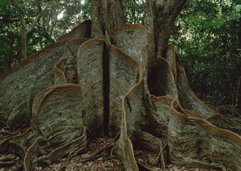 无人,横图,室外,白天,正面,旅游,度假,美景,植物,叶子,日本,亚洲,纹路,纹理,景观,绿叶,枝条,娱乐,冲绳,树,树木,树枝,自然,享受,休闲,嫩叶,景色,放松,冲绳县,自然风光,东亚,肌理,琉球群岛,日本国,九州地方,八重山群岛,虬枝,枝杈,叶,叶片,彩图,竹富町,八重山郡