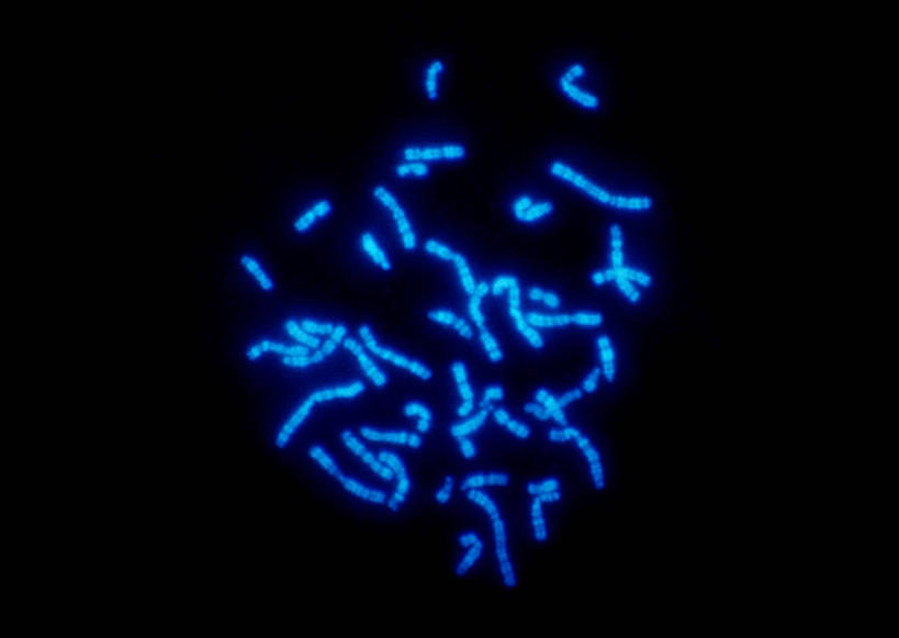 无人,横图,插画,室内,白天,正面,数码,科技,许多,阴影,黑色背景,科学,网络,基因,细胞核,染色体,高光,几何,计算机图形,合成,图画,画,蓝色,生物,遗传,电脑合成图,数码合成图,生物学,脱氧核糖核酸,合成图,蛋白质,漫画,写实,具体,具象,核糖核酸,染色质,遗传信息,遗传因子,遗传学,自然科学,博物学,生物科学,彩图