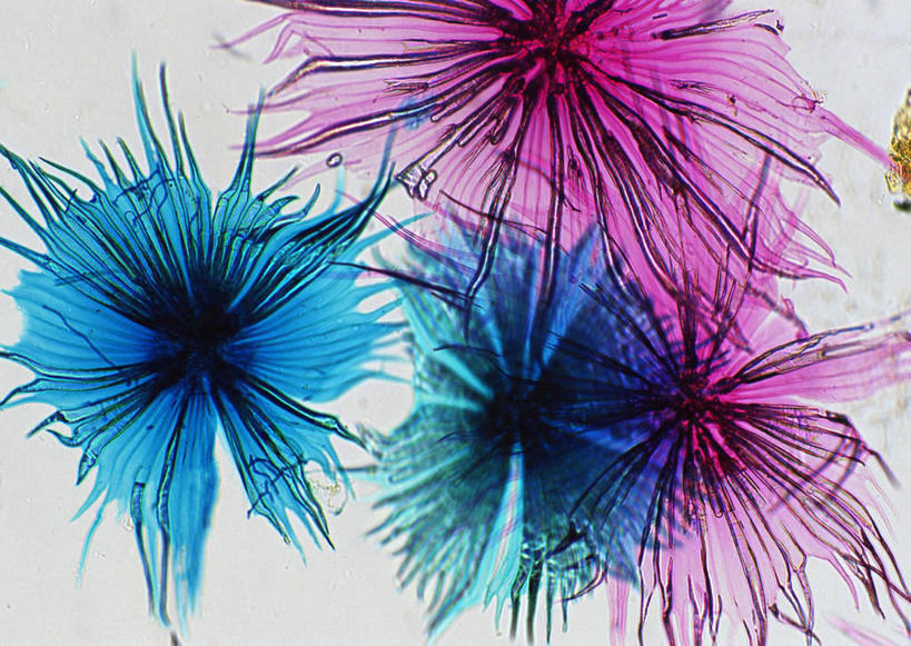 无人,横图,室内,特写,白天,白色背景,正面,微生物,科学,医学,细胞,蓝色,紫色,生物学,显微图片,自然科学,刺细胞,博物学,生物科学,彩图