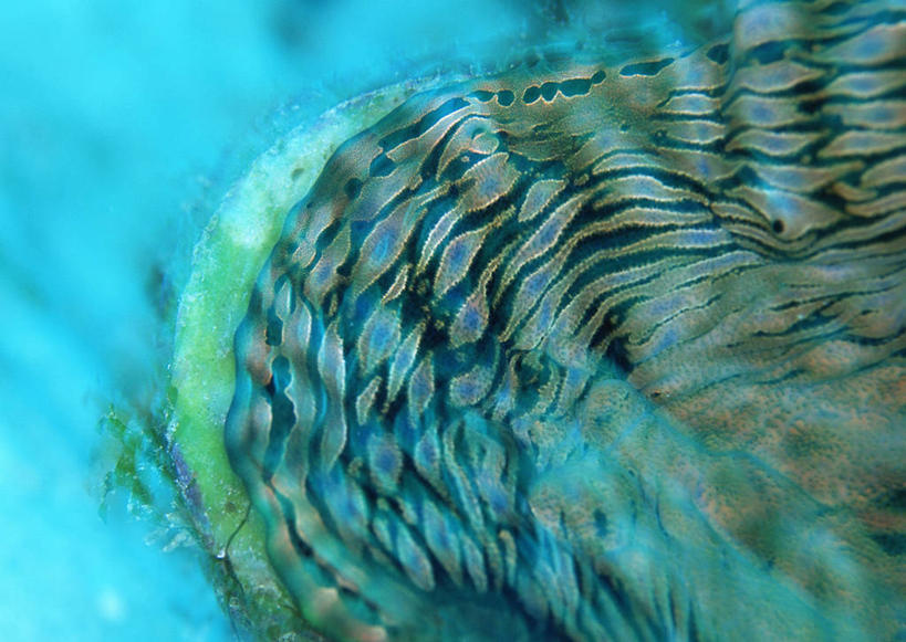 无人,横图,室外,特写,白天,正面,海底,水下,美景,海葵,朦胧,模糊,景观,水底,海洋生物,无脊椎动物,自然,景色,海底世界,腔肠动物,自然风光,海床,彩图