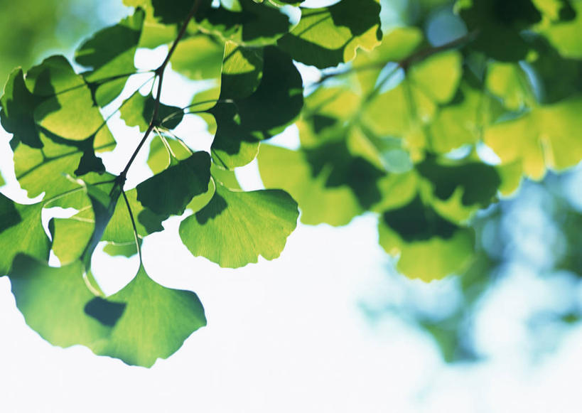 无人,横图,室外,特写,白天,仰视,旅游,度假,美景,植物,叶子,东京,日本,亚洲,阴影,朦胧,模糊,光线,影子,景观,绿叶,枝条,娱乐,树,树木,树枝,绿色,阳光,自然,享受,休闲,嫩叶,景色,放松,自然风光,东亚,本州,关东地方,本州岛,日本国,东京都,虬枝,枝杈,叶,叶片,彩图,低角度拍摄,练马区