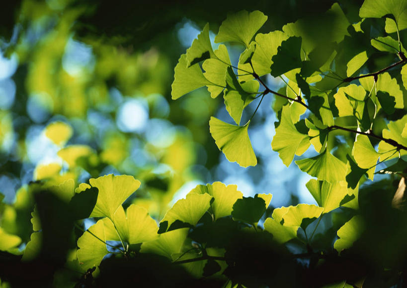 无人,横图,室外,特写,白天,仰视,旅游,度假,美景,植物,叶子,东京,日本,亚洲,阴影,朦胧,模糊,光线,影子,景观,绿叶,枝条,娱乐,树,树木,树枝,绿色,阳光,自然,享受,休闲,嫩叶,景色,放松,自然风光,东亚,本州,关东地方,本州岛,日本国,东京都,虬枝,枝杈,叶,叶片,彩图,低角度拍摄,练马区