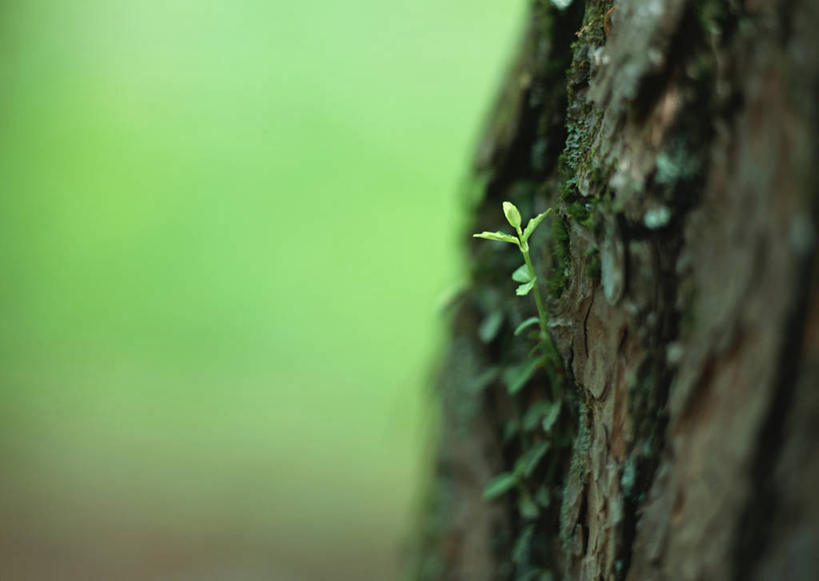 无人,横图,俯视,室外,特写,白天,旅游,度假,美景,植物,叶子,长野县,日本,亚洲,朦胧,模糊,景观,绿叶,枝条,娱乐,树,树木,树枝,自然,享受,休闲,嫩叶,景色,放松,自然风光,东亚,本州,本州岛,日本国,中部地方,长野,轻井泽,轻井泽町,虬枝,枝杈,叶,叶片,彩图,高角度拍摄,北佐久郡