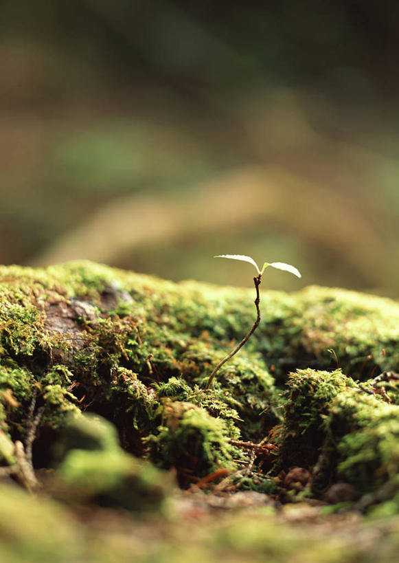 无人,竖图,俯视,室外,特写,白天,旅游,度假,美景,植物,叶子,长野县,日本,亚洲,朦胧,模糊,景观,青苔,绿叶,苔藓,娱乐,绿色,自然,享受,休闲,嫩叶,景色,放松,生长,成长,自然风光,东亚,本州,本州岛,日本国,中部地方,长野,轻井泽,轻井泽町,叶,叶片,彩图,高角度拍摄,北佐久郡