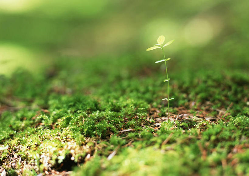 无人,横图,俯视,室外,特写,白天,旅游,度假,草地,草坪,美景,植物,叶子,长野县,日本,亚洲,阴影,朦胧,模糊,光线,影子,景观,青苔,绿叶,苔藓,娱乐,草,绿色,阳光,自然,享受,休闲,嫩叶,景色,放松,生长,成长,自然风光,东亚,本州,本州岛,日本国,中部地方,长野,轻井泽,轻井泽町,叶,叶片,彩图,高角度拍摄,北佐久郡
