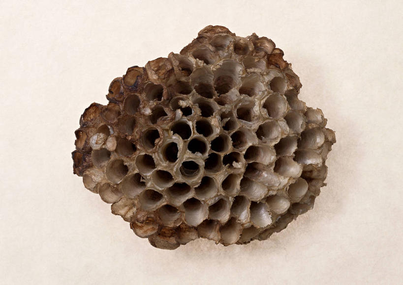 无人,横图,室内,特写,白天,白色背景,正面,静物,蜂巢,蜂窝,洞,一个,摄影,洞穴,影棚,单个,穴,彩图,影棚拍摄,拍摄