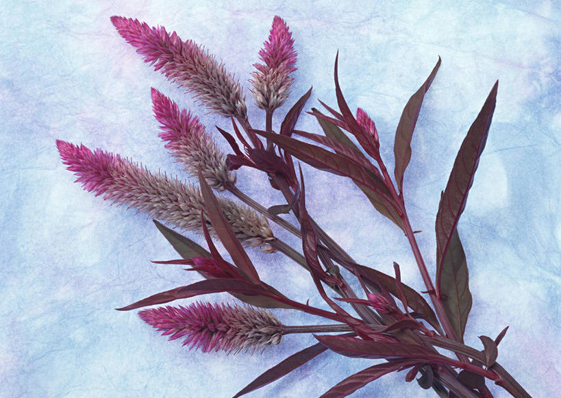 无人,横图,俯视,室内,特写,白天,爱情,智慧,叶子,艺术,装饰,盛开,绿叶,花蕾,文化,花,花瓣,花朵,鲜花,紫色,插花,花苞,花蕊,嫩叶,华丽,修饰,插花艺术,鸡冠花,点缀,创造,创作,想象,衬托,美观,雅致,雅观,鸡髻花,老来红,芦花鸡冠,真挚,坚贞,鸡公花,叶,叶片,彩图,高角度拍摄