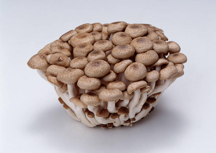 无人,横图,俯视,室内,特写,白天,白色背景,桌面,桌子,蔬菜,许多,阴影,新鲜,反射,木制,影子,菌菇,食品,很多,菌类,平菇,食物,木制品,食用菌,摄影,有机食品,绿色食品,影棚,姬菇,糙皮侧耳,侧耳,黑牡丹菇,彩图,高角度拍摄,影棚拍摄,拍摄