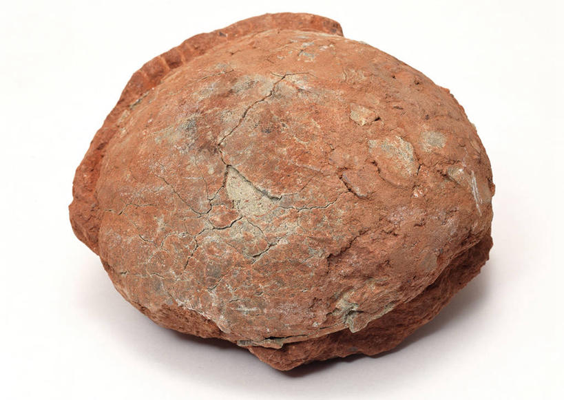 无人,横图,俯视,室内,特写,白天,白色背景,石头,桌子,静物,一块,阴影,遗迹,反射,纹路,化石,石子,纹理,影子,蛋,摄影,影棚,肌理,卵,遗体,古生物,石块,岩石,恐龙蛋,彩图,高角度拍摄,影棚拍摄,拍摄