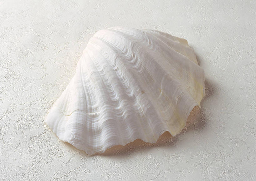 无人,横图,俯视,室内,特写,白天,白色背景,静物,贝壳,阴影,反射,影子,一个,摄影,影棚,单个,贝类外壳,海螺壳,软体动物外壳,彩图,高角度拍摄,影棚拍摄,拍摄,车渠,砗磲,双壳贝类,双壳纲