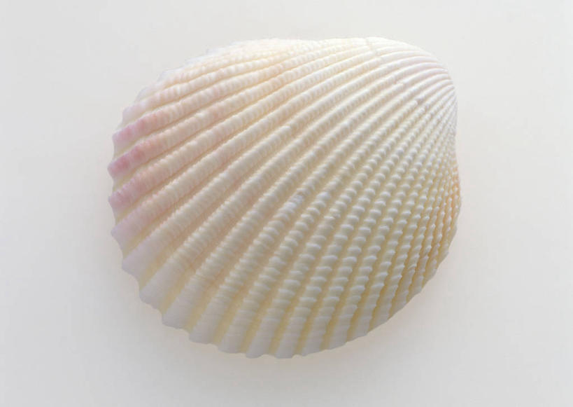 无人,横图,俯视,室内,特写,白天,白色背景,静物,贝壳,阴影,反射,影子,一个,摄影,影棚,单个,贝类外壳,海螺壳,软体动物外壳,彩图,高角度拍摄,影棚拍摄,拍摄