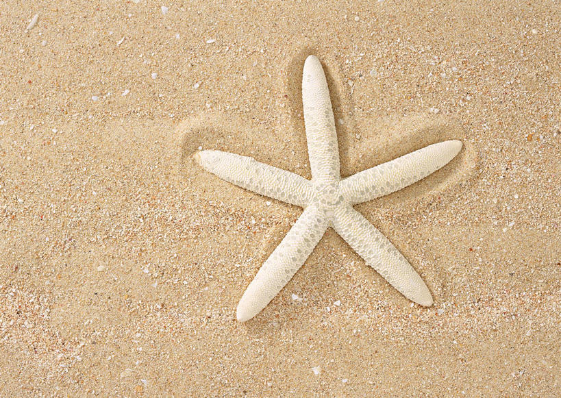 无人,横图,俯视,室外,特写,白天,美景,沙滩,海星,沙子,海岸,景观,沙地,海洋生物,一只,自然,动物,生物,景色,自然风光,棘皮动物门,海滩,星鱼,彩图,高角度拍摄,全身