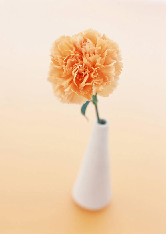 无人,竖图,俯视,室内,特写,白天,热情,康乃馨,花瓶,母亲节,阴影,黄色背景,节日,庆祝,盛开,反射,影子,陶瓷,陶瓷制品,祝福,花蕾,文化,花,花瓣,花朵,鲜花,一朵,瓶子,花苞,花蕊,庆典,橙色,母爱,清纯,摄影,影棚,纪念,亲情,思念,宽容,热恋,真挚,荷兰石竹,大花石竹,狮头石竹,热心,麝香石竹,石竹,香石竹,彩图,高角度拍摄,影棚拍摄,拍摄,魅力
