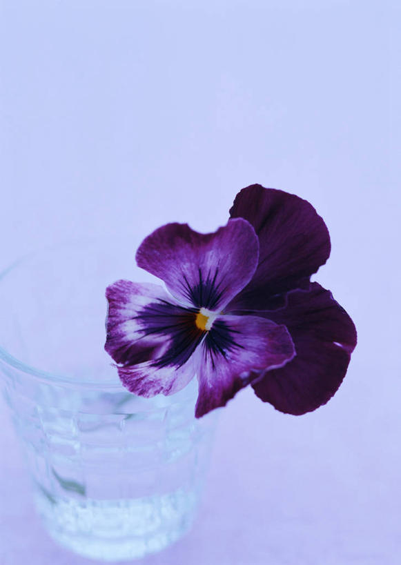 无人,竖图,俯视,室内,特写,白天,快乐,花瓶,阴影,蓝色背景,盛开,反射,影子,三色堇,花蕾,玻璃制品,花,花瓣,花朵,鲜花,两朵,一个,紫色,玻璃瓶,瓶子,蝴蝶花,花苞,花蕊,沉思,摄影,影棚,单个,三色堇菜,人面花,猫脸花,阳蝶花,鬼脸花,猫儿脸,思念,彩图,高角度拍摄,影棚拍摄,拍摄
