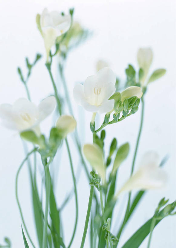 无人,竖图,室内,特写,白天,白色背景,正面,植物,许多,阴影,盛开,反射,影子,草药,花蕾,中药,花,花瓣,花朵,鲜花,白色,花苞,花蕊,摄影,影棚,鸢尾,药材,中草药,中药材,本草,紫蝴蝶,蓝蝴蝶,乌鸢,扁竹花,彩图,影棚拍摄,拍摄