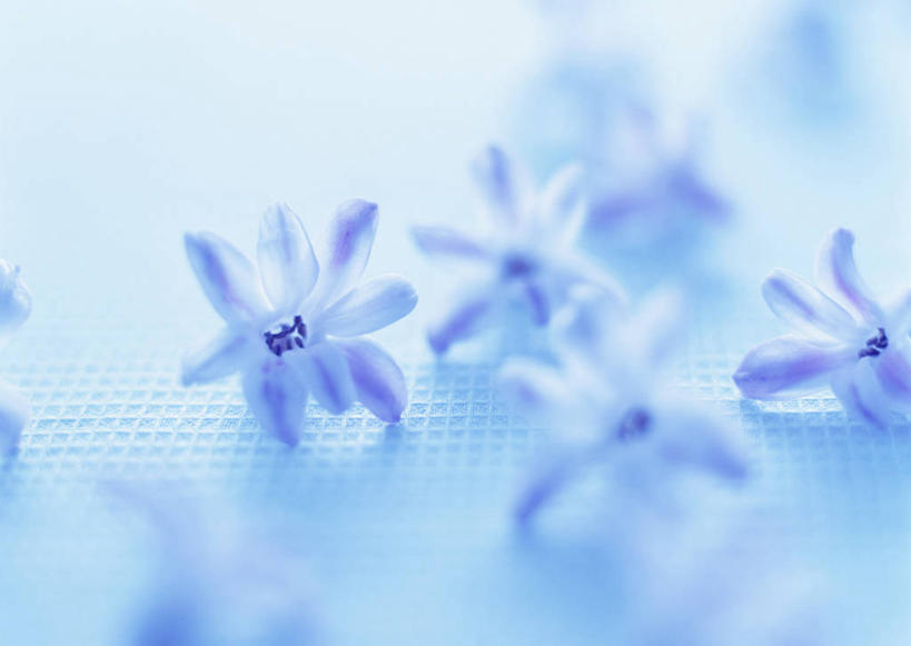 无人,横图,俯视,室内,特写,白天,爱情,风信子,许多,阴影,朦胧,模糊,盛开,反射,影子,花蕾,花,花瓣,花朵,鲜花,紫色,花苞,花蕊,摄影,影棚,悲伤,喜悦,风信花,怀念,悲哀,西洋水仙,彩图,高角度拍摄,影棚拍摄,拍摄