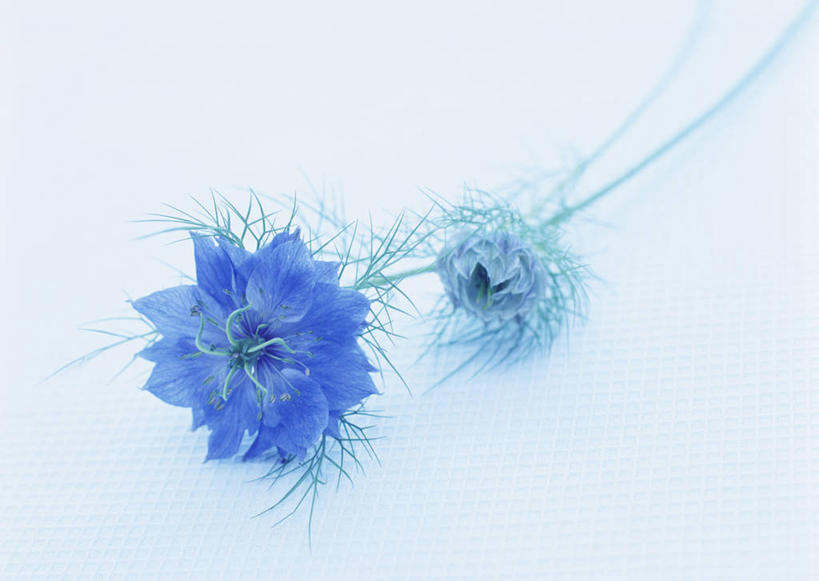 无人,横图,室内,特写,白天,正面,蓝色背景,盛开,黑种草,花蕾,花,花瓣,花朵,鲜花,一朵,蓝色,花苞,花蕊,摄影,影棚,黑子草,思念,彩图,影棚拍摄,拍摄