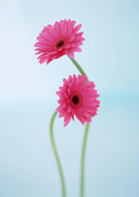 无人,竖图,室内,特写,白天,正面,蓝色背景,盛开,非洲菊,花蕾,花,花瓣,花朵,鲜花,两朵,红色,花苞,花蕊,菊花,摄影,影棚,扶郎花,灯盏花,千日菊,彩图,影棚拍摄,拍摄