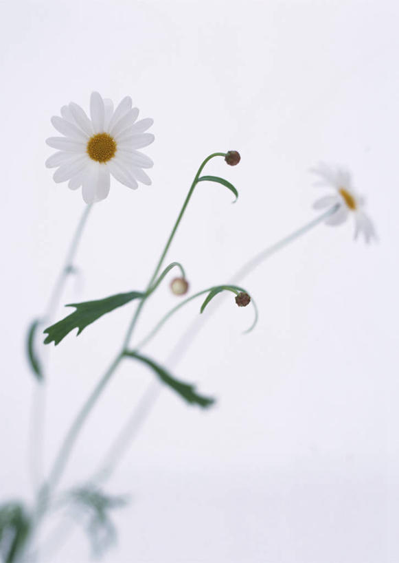 无人,竖图,室内,特写,白天,白色背景,正面,爱情,阴影,朦胧,模糊,盛开,反射,影子,茼蒿菊,花蕾,花,花瓣,花朵,鲜花,白色,花苞,花蕊,菊花,摄影,影棚,吉祥,高洁,长寿,蓬蒿菊,怀恋,清净,真情,寿客,秋菊,木春菊,木茼蒿,彩图,影棚拍摄,拍摄