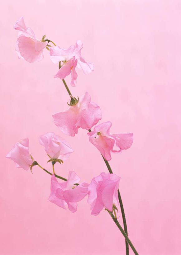 无人,竖图,室内,特写,白天,正面,阴影,粉色背景,朦胧,模糊,盛开,反射,影子,香豌豆,花蕾,花,花瓣,花朵,鲜花,粉色,花苞,花蕊,摄影,影棚,豌豆花,腐香豌豆,花豌豆,彩图,影棚拍摄,拍摄