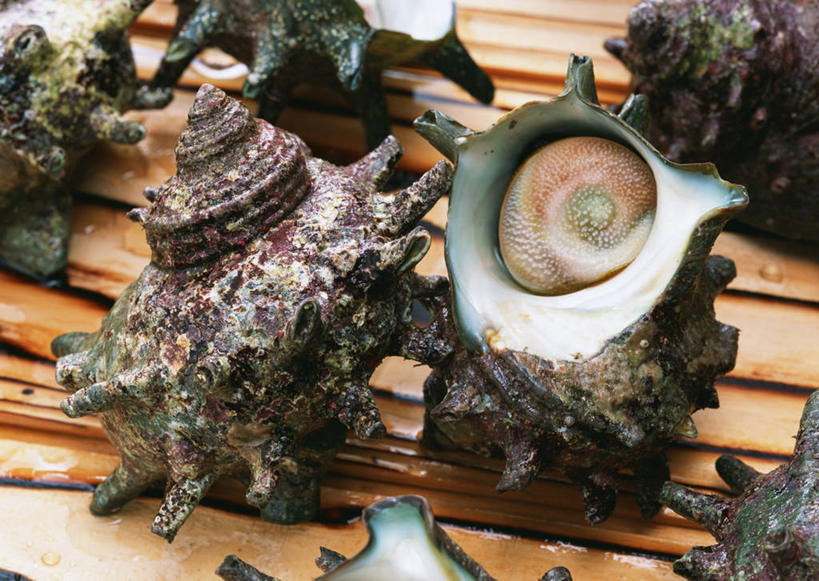 无人,横图,俯视,室内,特写,白天,餐桌,桌子,许多,阴影,反射,影子,海螺,很多,海洋生物,黑色,餐台,软体动物,峨螺,水生动物,水生物,海底动物,半身,彩图,高角度拍摄