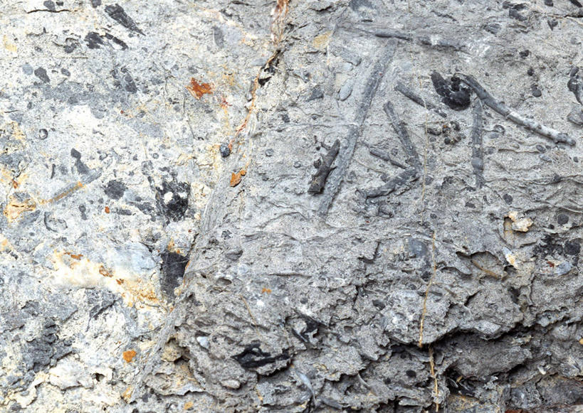 无人,横图,俯视,室内,特写,白天,石头,海胆,静物,一块,阴影,遗迹,反射,纹路,化石,石子,纹理,影子,摄影,影棚,肌理,刺锅子,海刺猬,遗体,古生物,石块,岩石,彩图,高角度拍摄,影棚拍摄,拍摄