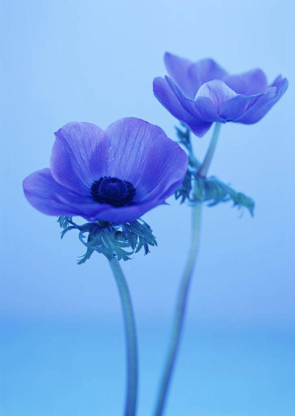 无人,竖图,室内,特写,白天,正面,阴影,蓝色背景,盛开,反射,影子,花蕾,花,花瓣,花朵,鲜花,两朵,紫色,花苞,花蕊,摄影,银莲花,影棚,银莲,复活节花,彩图,影棚拍摄,拍摄