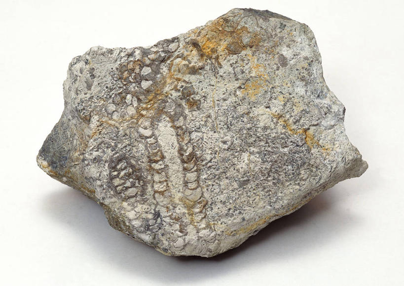 无人,横图,俯视,室内,特写,白天,白色背景,石头,桌子,静物,一块,阴影,遗迹,反射,纹路,化石,海绵,石子,纹理,影子,海洋生物,摄影,影棚,水生动物,水生物,海底动物,肌理,多孔动物,遗体,古生物,石块,岩石,彩图,高角度拍摄,影棚拍摄,拍摄